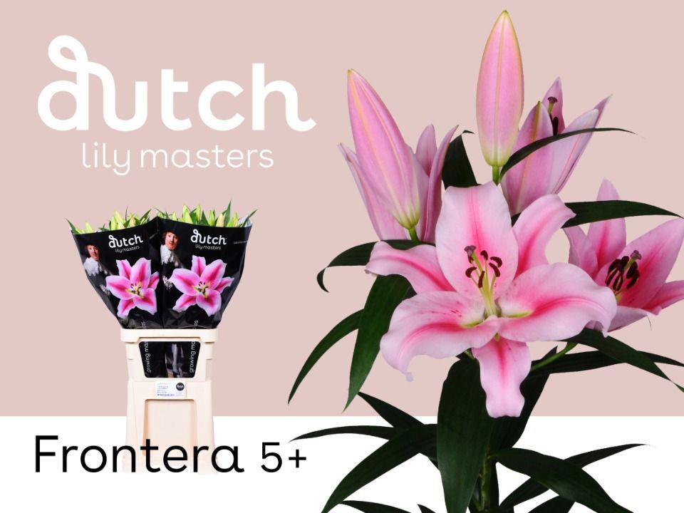 10x Lil.frontera 80cm