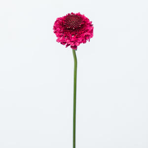 25x Scabiosa dark cherry scoop 60cm