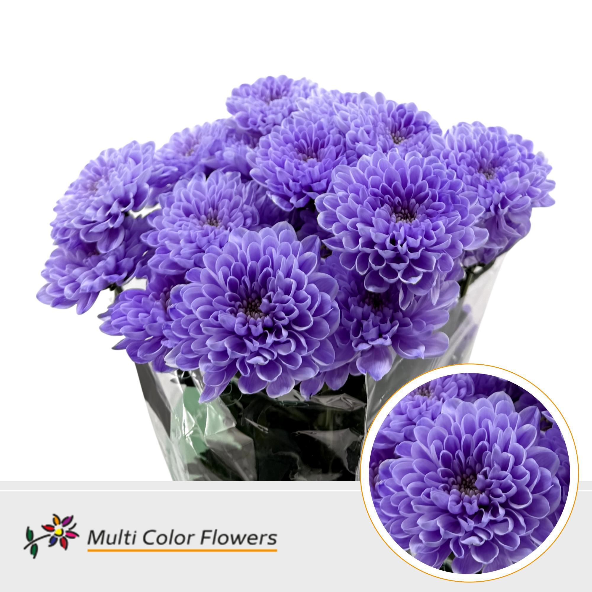 10x Chrysant overig 60cm