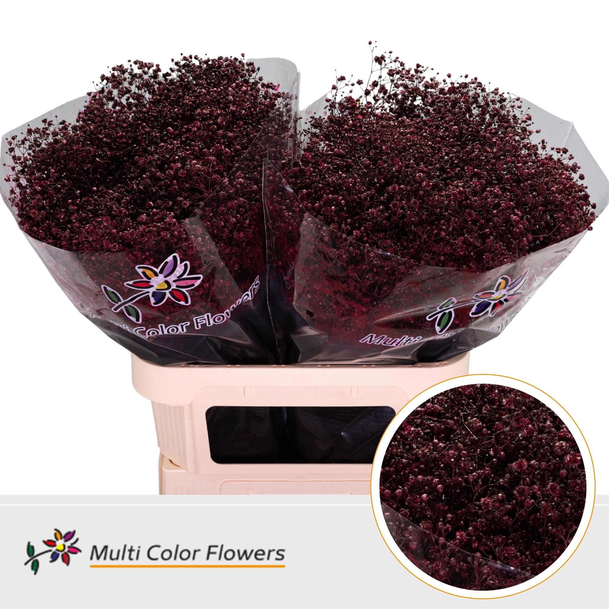25x Gipskruid xlence bordeaux 80cm