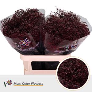25x Gipskruid xlence bordeaux 80cm