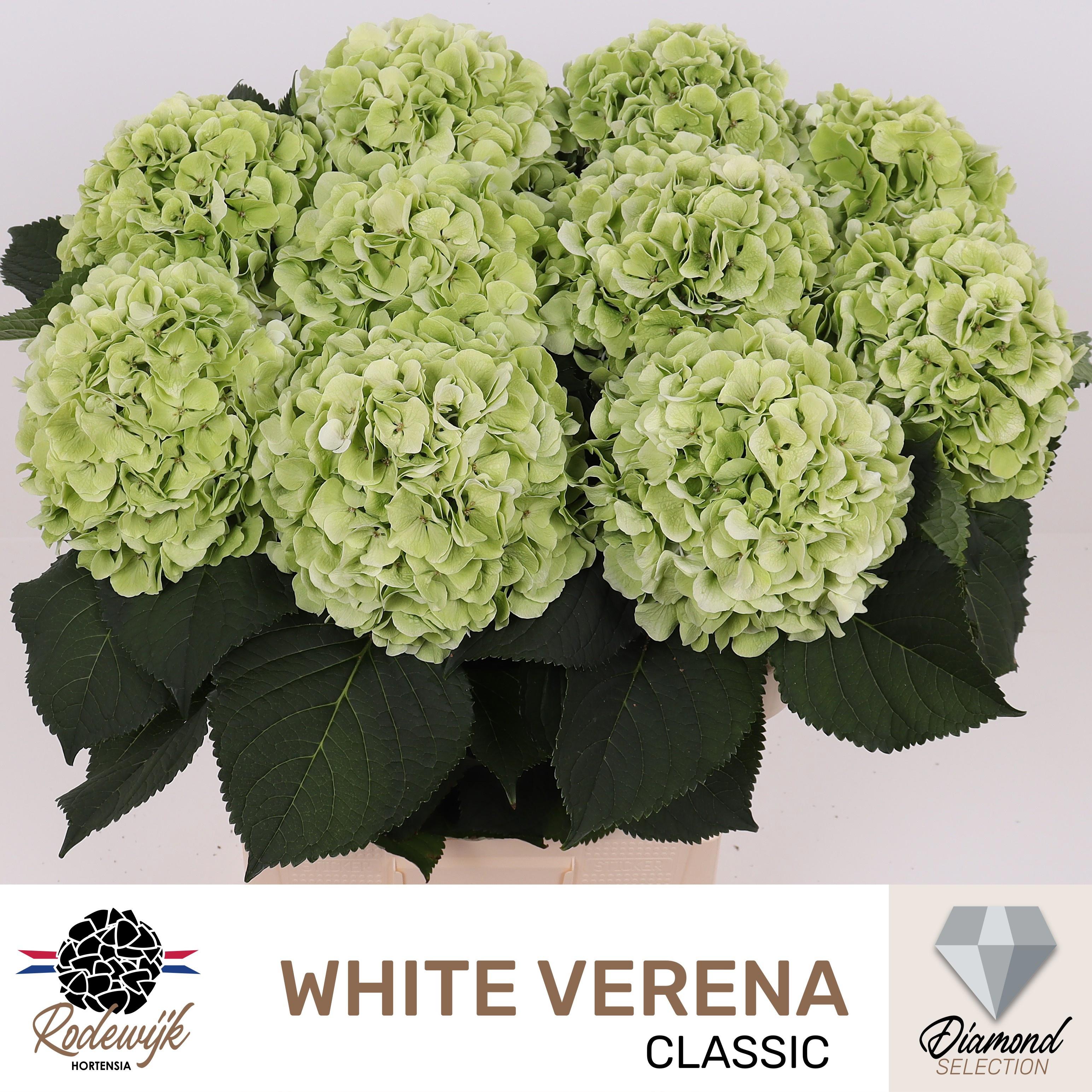 10x Hydr.white verena classic 80cm