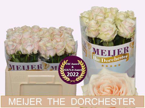 10x Rosa dorchester+ 50cm