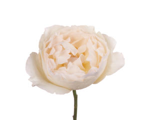 24x Rosa gard.yves piaget creme 50cm