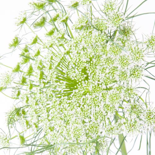 25x Ammi visnaga 70cm