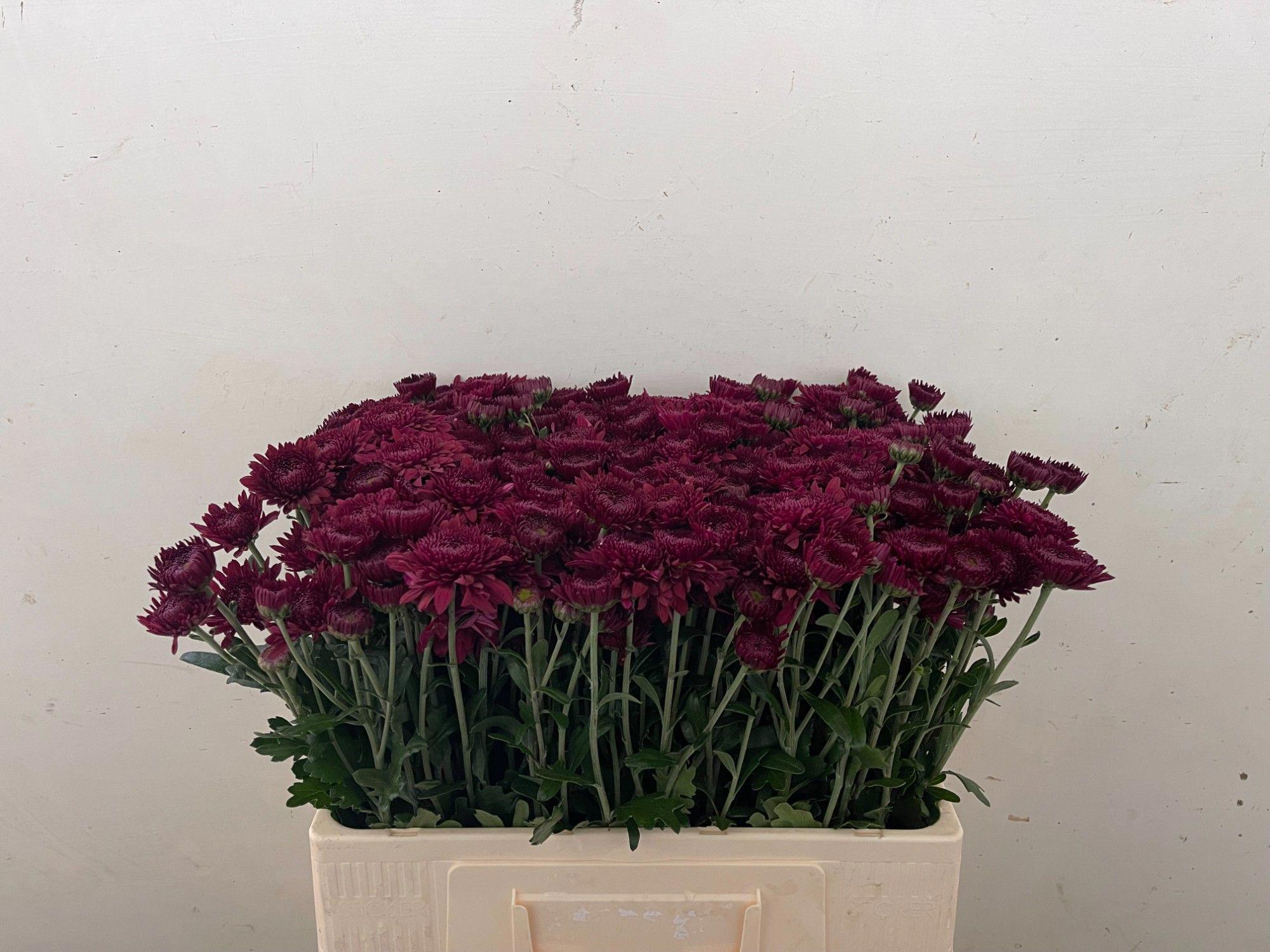 10x Chrysant smokey 50cm