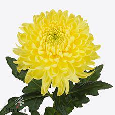 10x Chrysant magnum yellow 70cm