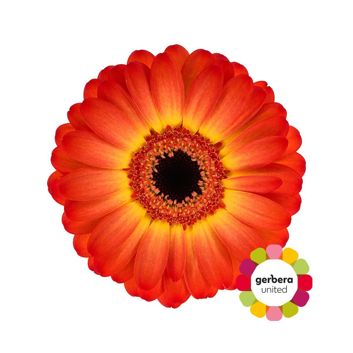 25x Germ.flamazing 70cm