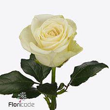 20x Rosa snowstorm+ 80cm