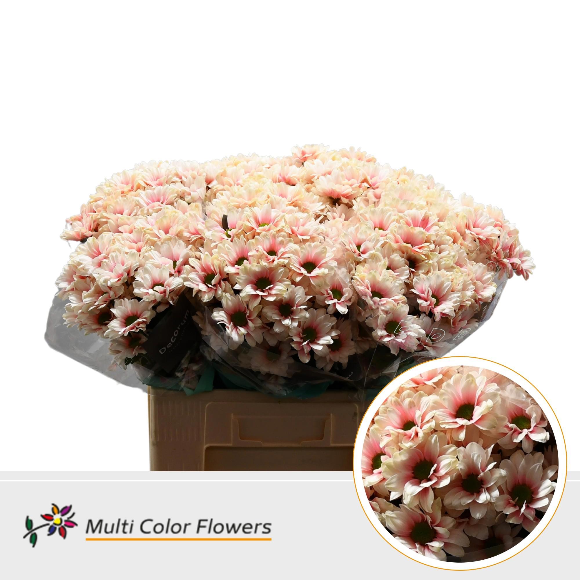 10x Chrysant overig 60cm