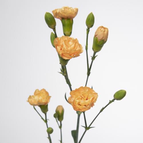 10x Dian.tr.kamilly 60cm