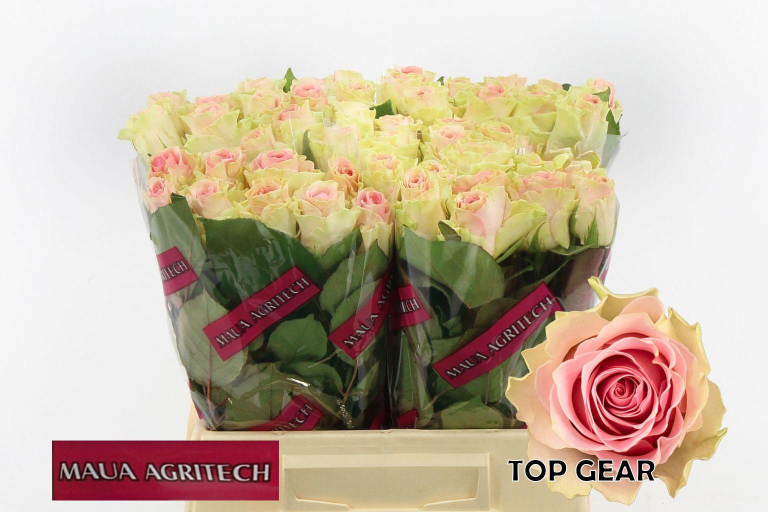 20x Rosa top gear! 40cm