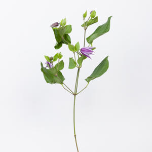 10x Clematis star river 60cm
