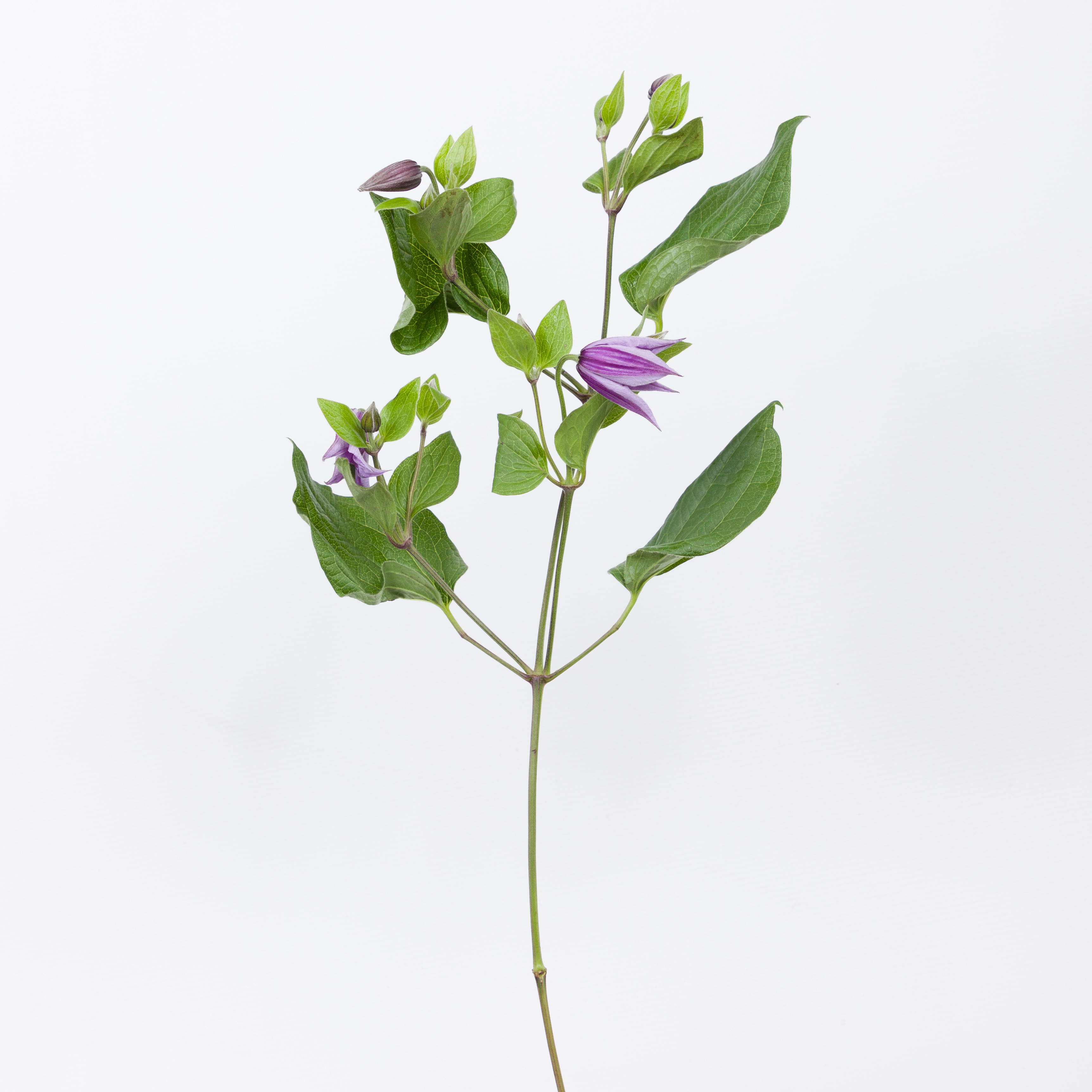 10x Clematis star river 60cm