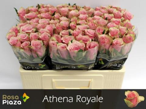 20x Rosa athena royale 50cm