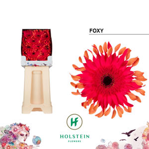 45x Gerb.pasta foxy 70cm