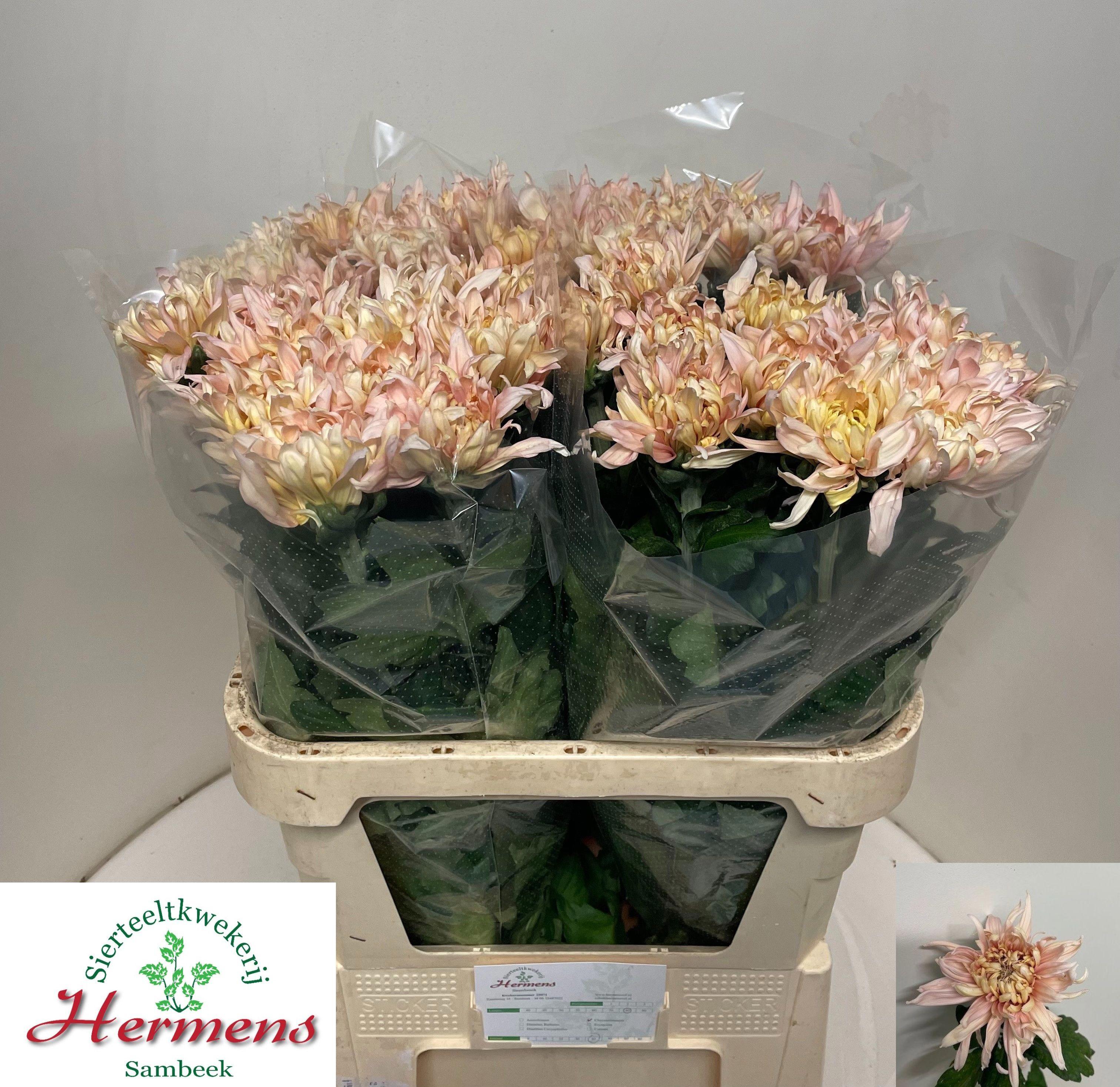 10x Chrysant avignon g 80cm