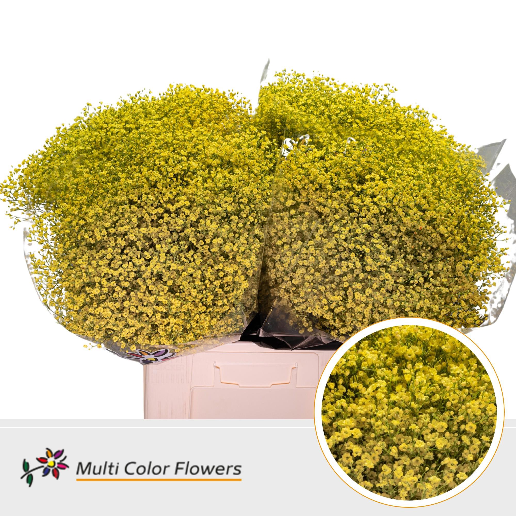 25x Gipskruid m.stars geel 70cm