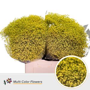 25x Gipskruid m.stars geel 70cm