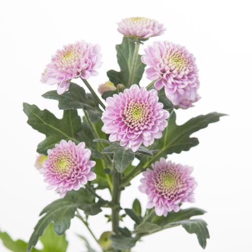 25x Chrysant san.ellison pink 50cm