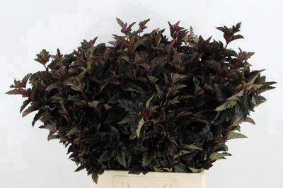 25x Tk physocarpus diabolo 60cm