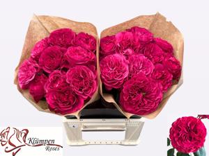 10x Rosa cherry velvet 40cm