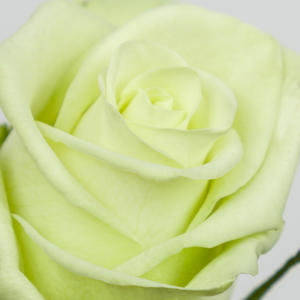 10x Rosa noelle! 60cm