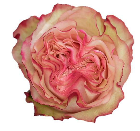 25x Rosa country candy 50cm