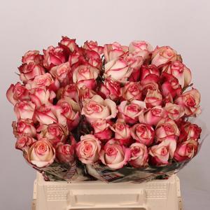 10x Rosa paloma 40cm