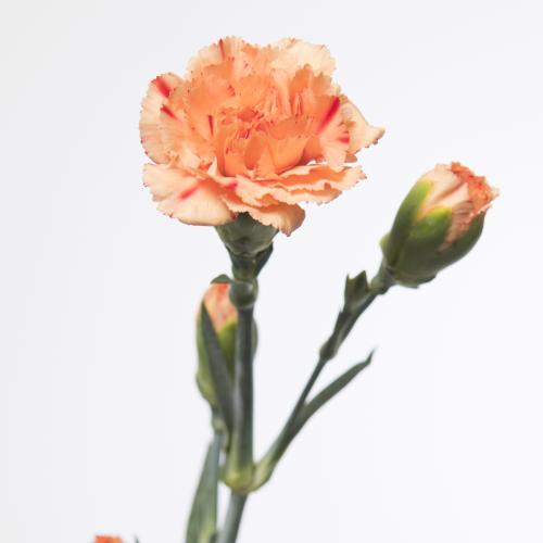 20x Dian.tr. - oranje 60cm