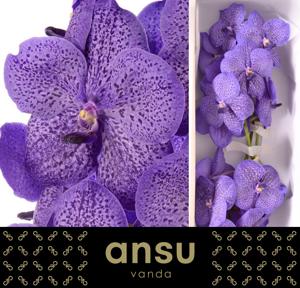 16x Vanda sun.lavender sprinkles 20cm