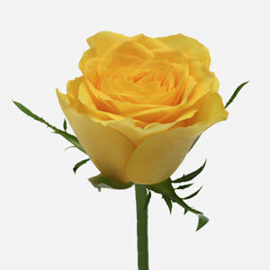 20x Rosa solero 70cm