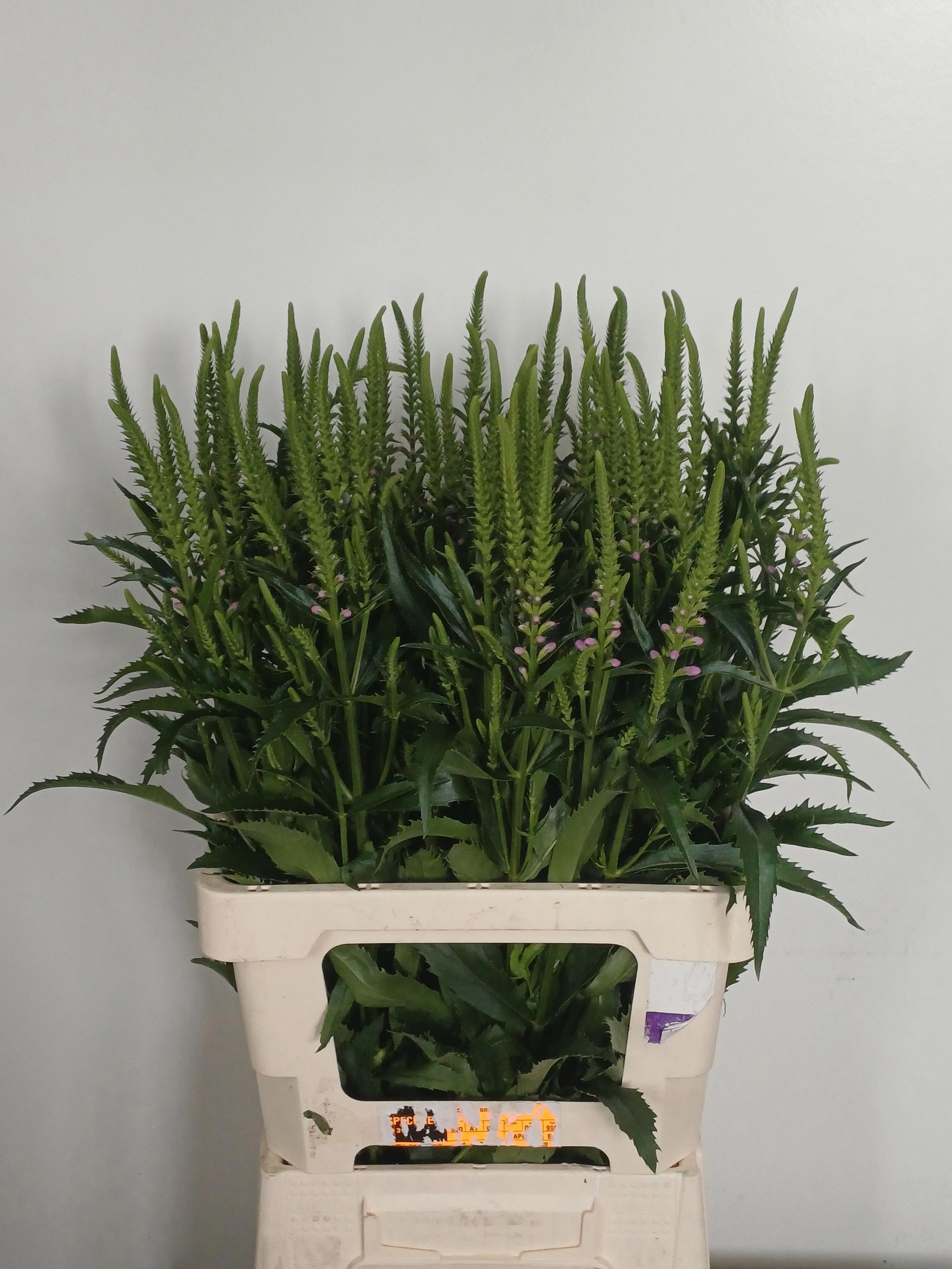 20x Physost.roze 70cm