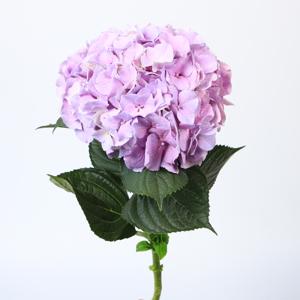 10x Hydr.royal benefit 80cm