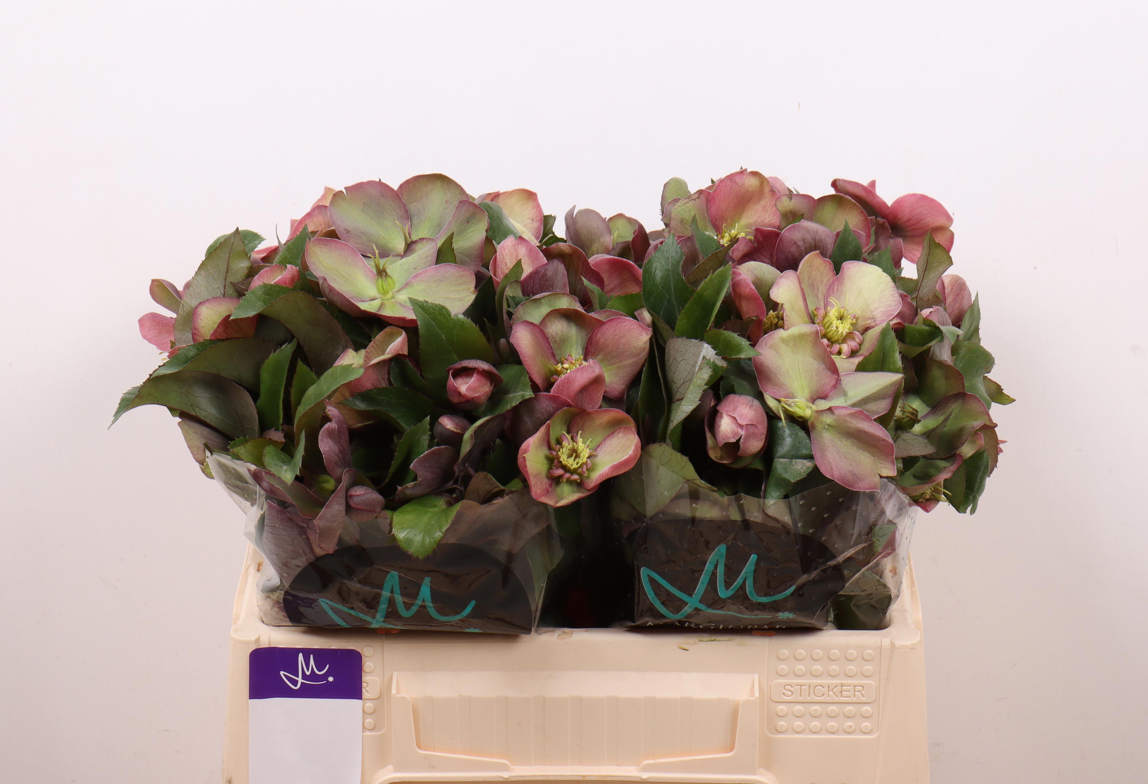 10x Helleborus cassic grace 30cm
