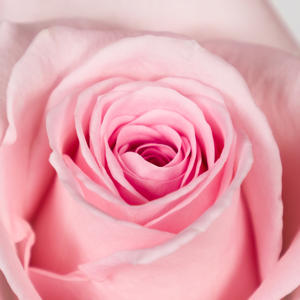 10x Rosa sweet dolomiti 40cm