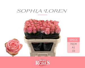 10x Rosa sophia loren 70cm