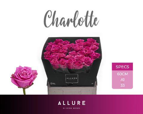 10x Rosa charlotte 60cm