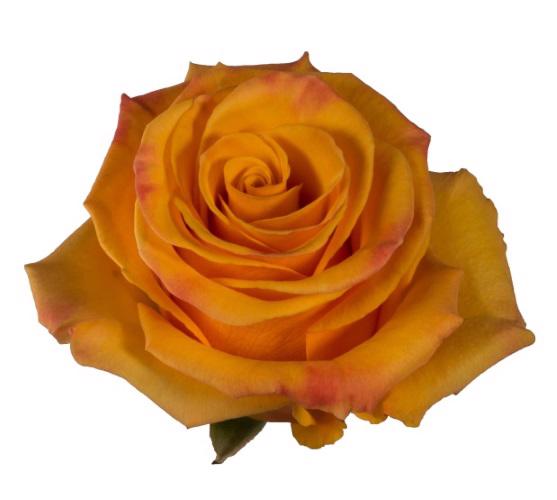 20x Rosa tycoon 60cm