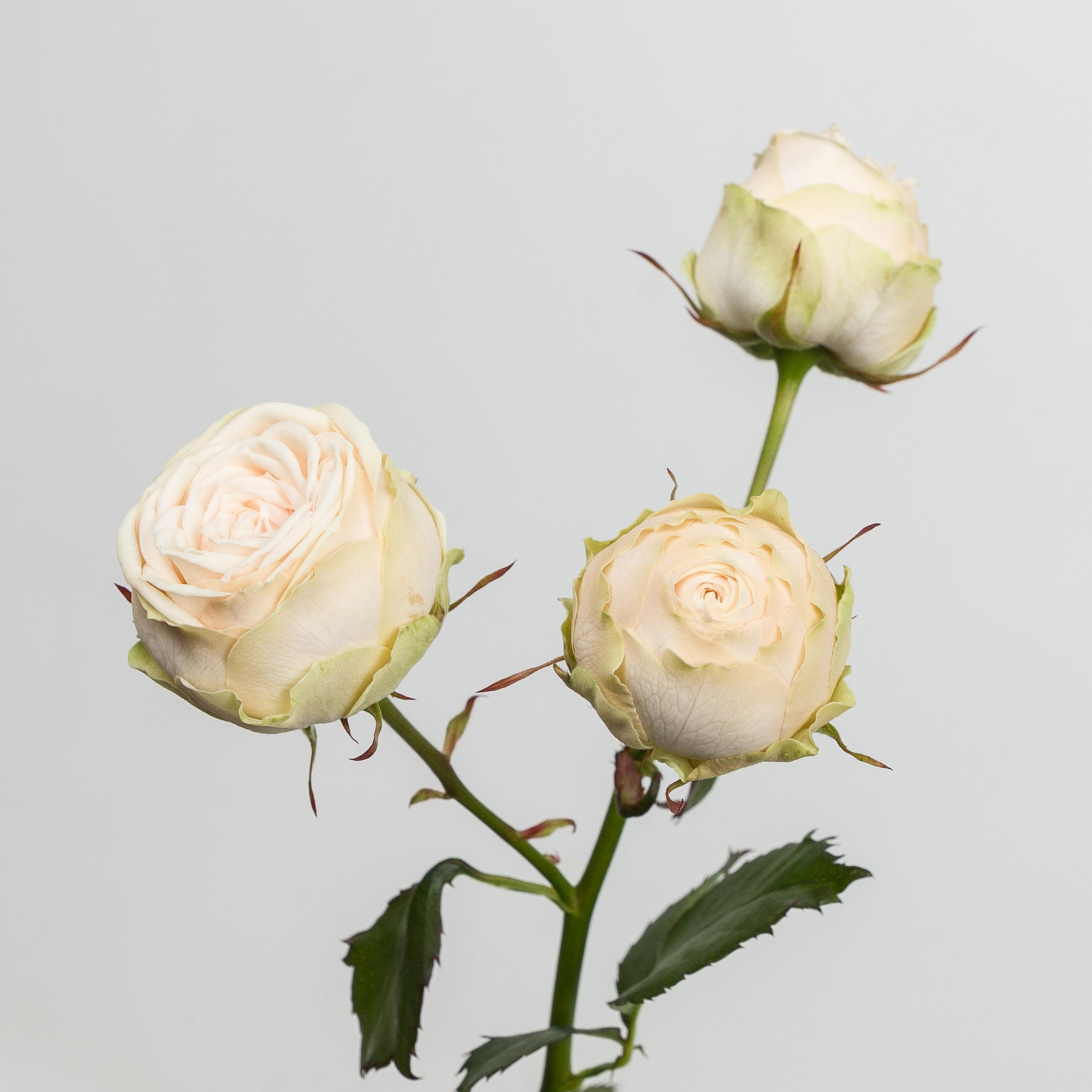 10x Rosa galina 50cm