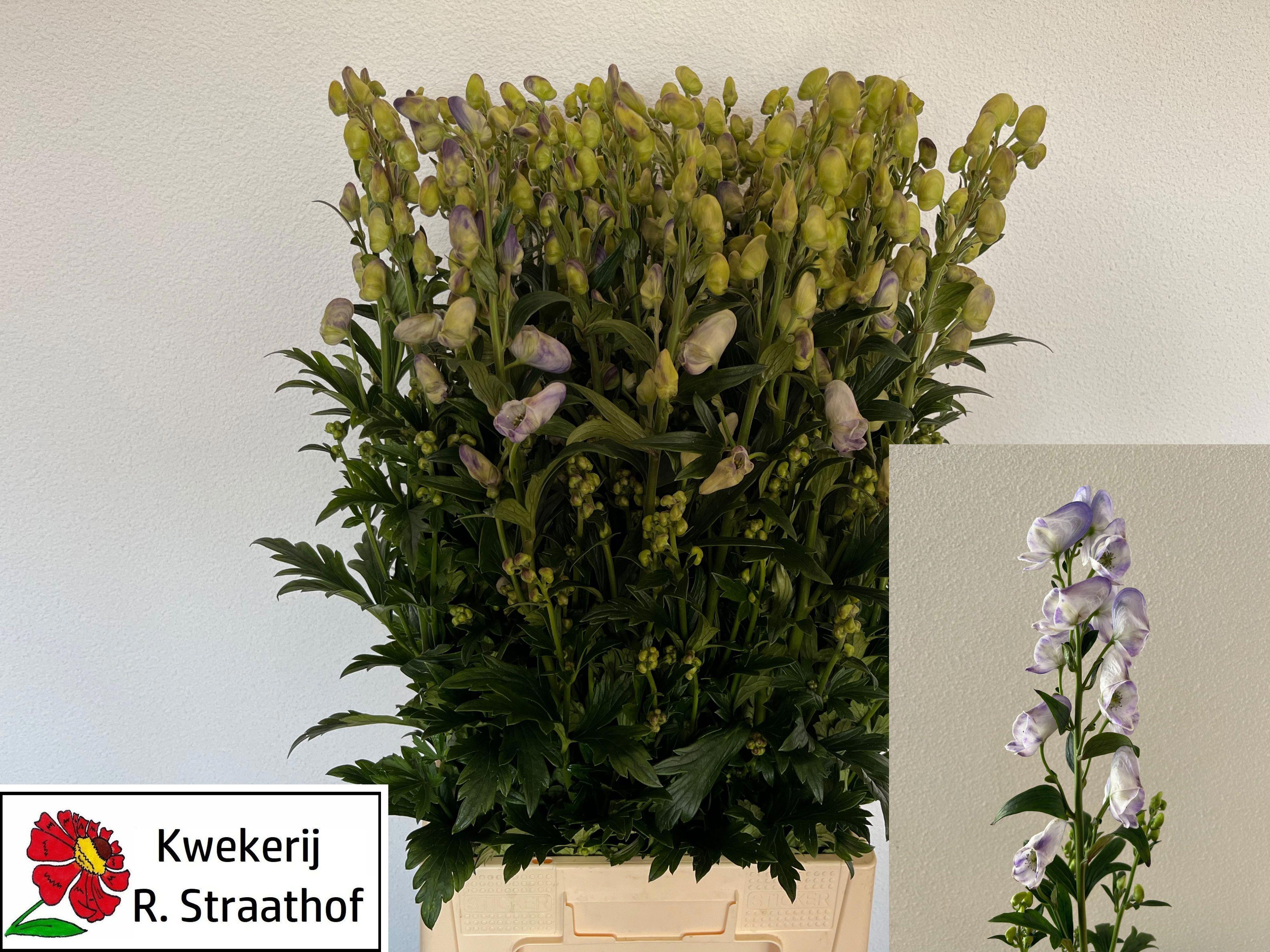 10x Aconitum cloudy 80cm