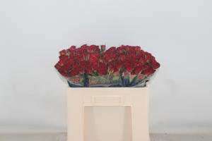 10x Rosa caradonna 50cm