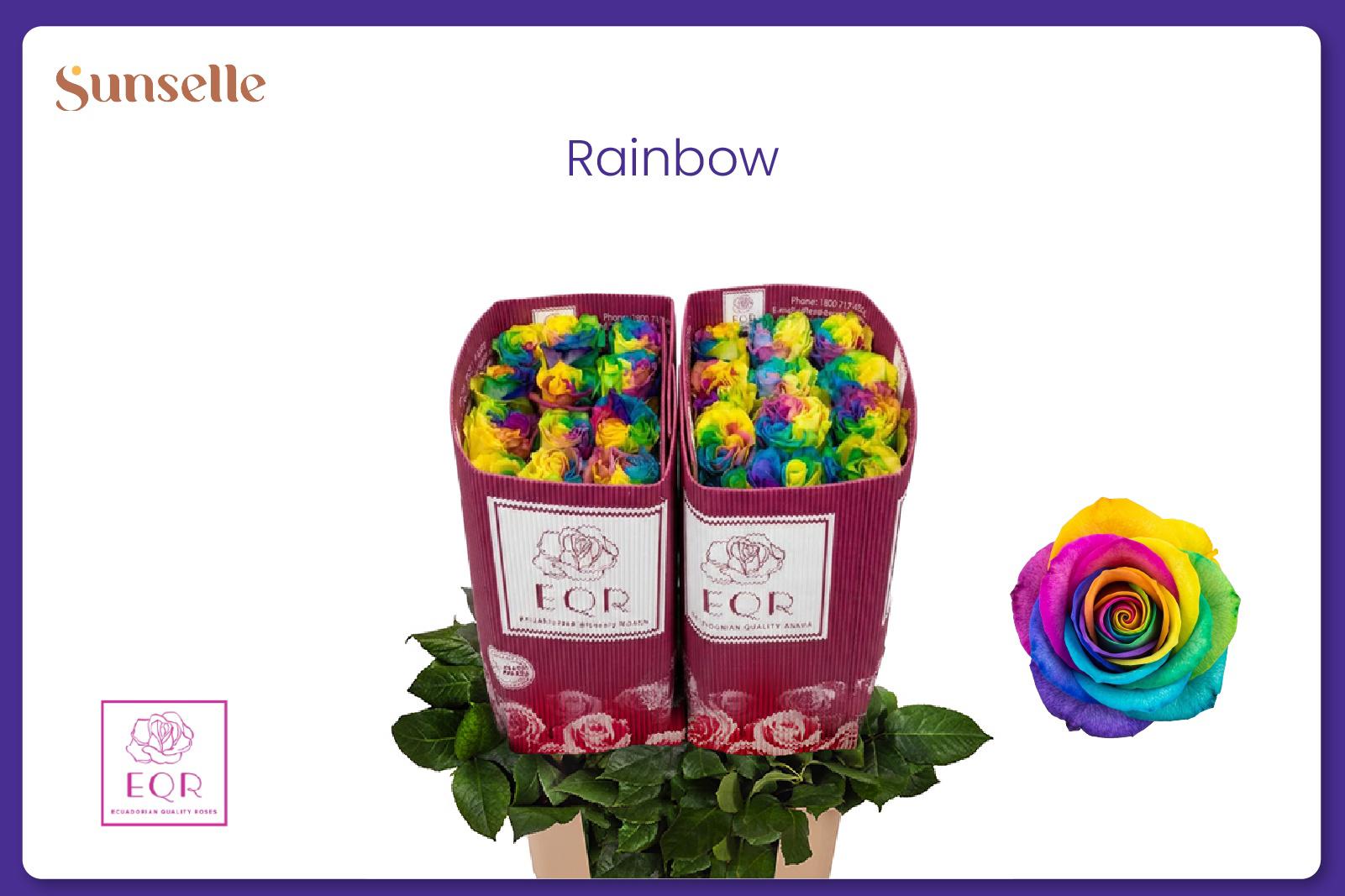 25x Rosa mondial rainbow 60cm