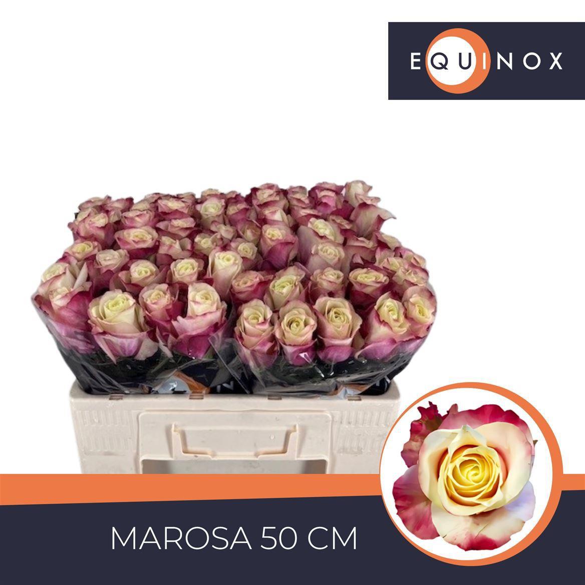 20x Rosa marosa 50cm