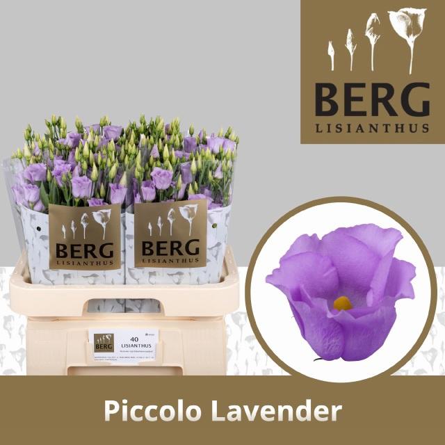 10x Eust.piccolo lavender en 70cm
