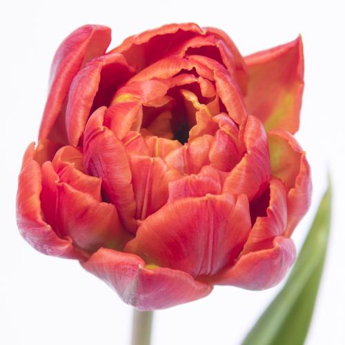 50x Tulipa red princess du 30cm