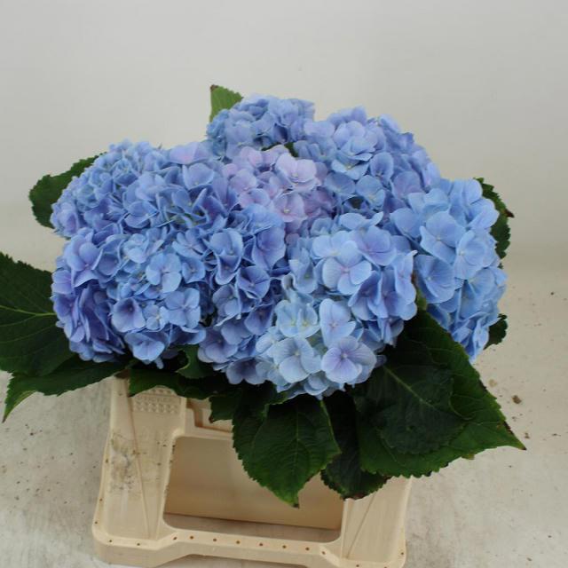 10x Hydr.verena blauw 40cm