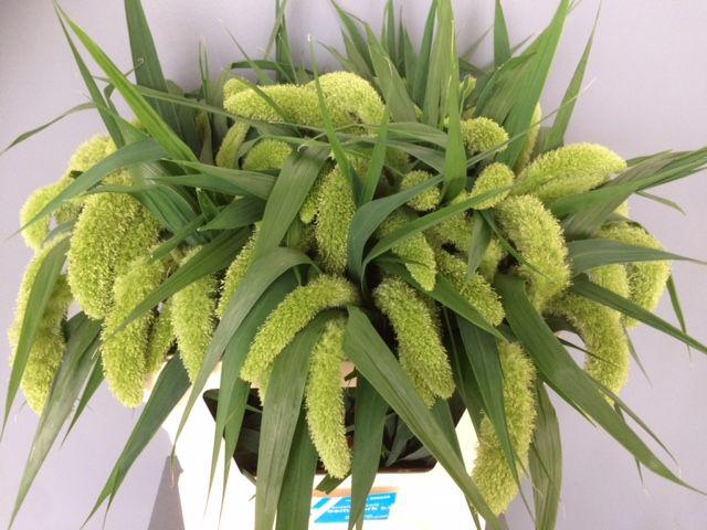 50x Gs setaria volle melk 70cm