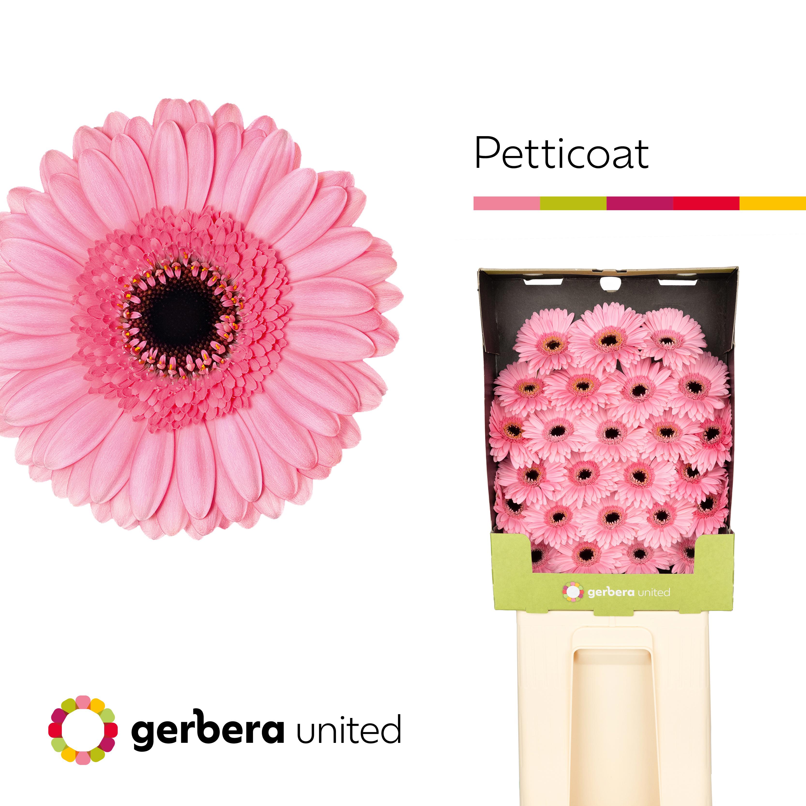 25x Germ.petticoat 70cm