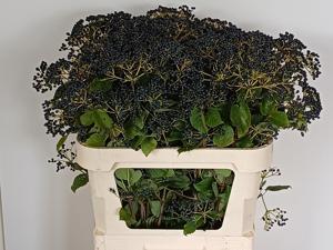 10x Vibur.dark blue hermania 80cm
